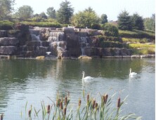 Swans near waterfall, at entrance to VBA